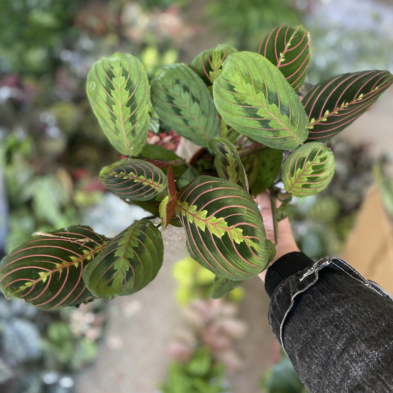 叶蝉竹芋盆栽室内爬藤垂吊植物耐阴耐旱好养活办公桌小绿植