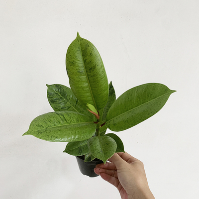 橡皮树室内桌面观叶绿植小盆栽