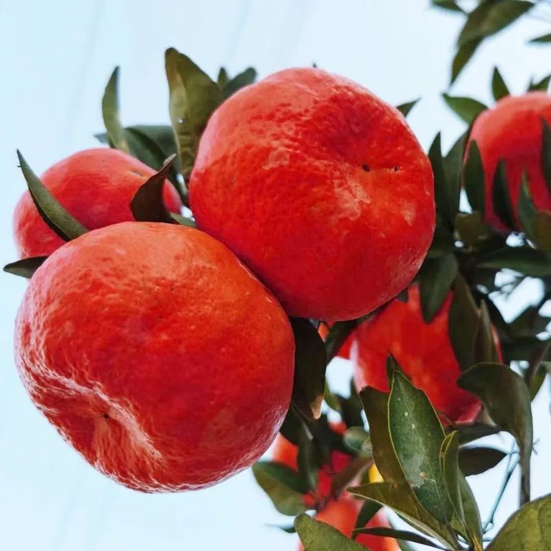 四川红橘古红桔子老树大红袍酸甜柑子孕妇水果新鲜10斤陈皮原料