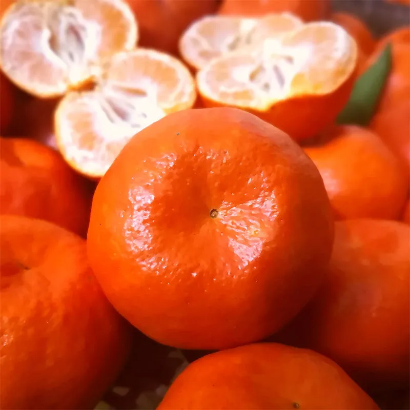 可选顺丰现摘四川红橘立减10元