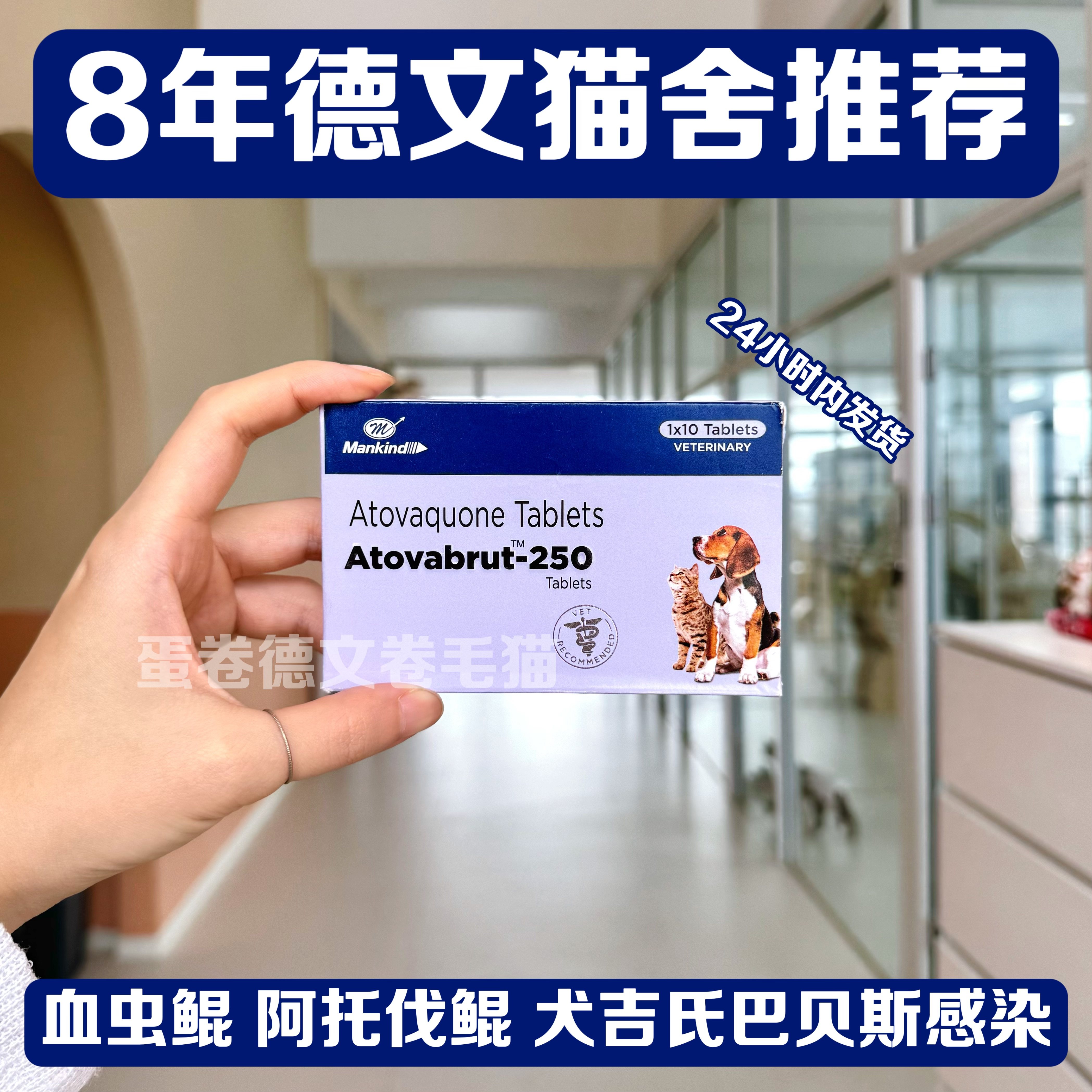 血虫醌 阿托伐醌宠物狗犬吉氏巴贝斯感染大小焦虫血病贫血尿黄疸