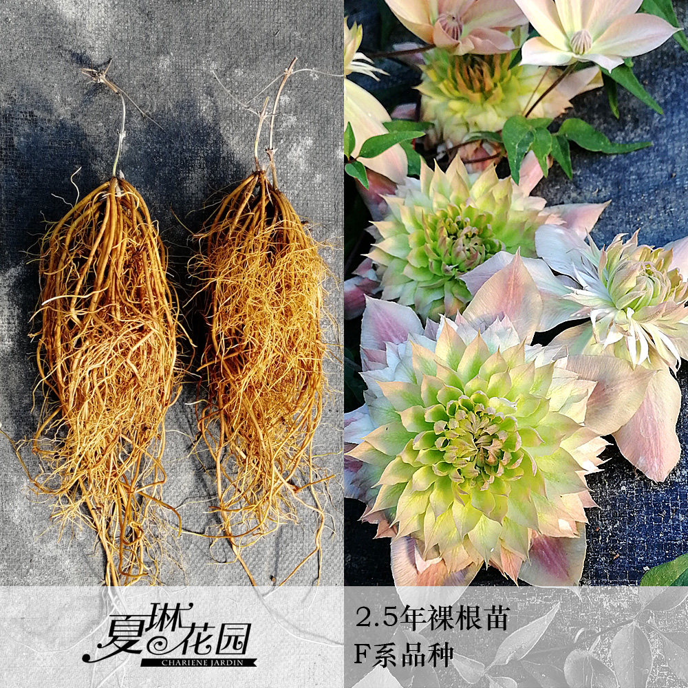 夏琳花园 F系晚花组三类铁线莲2.5年裸根苗庭院阳台爬藤攀援花卉