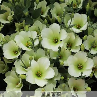 夏琳花园 4月上架新品切花洋桔梗盆栽小苗当年开花耐热多款可选
