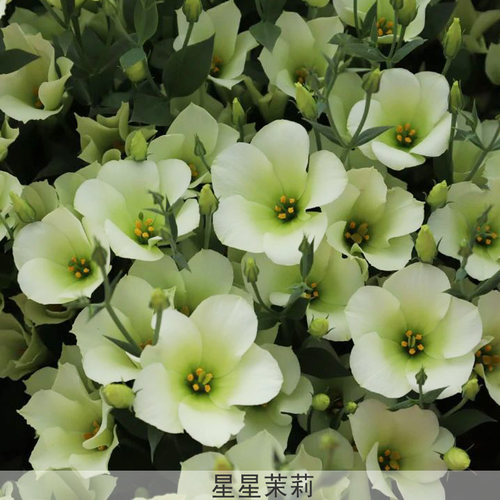 美呆~洋桔梗六月就开花，赶紧来~