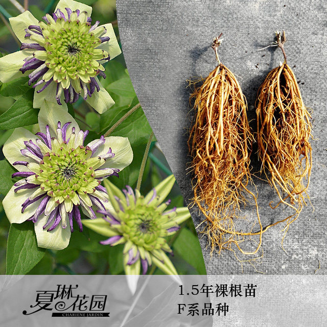 夏琳花园 F系铁线莲1至1.5年裸根苗阳台庭院爬藤花墙花柱适合两广