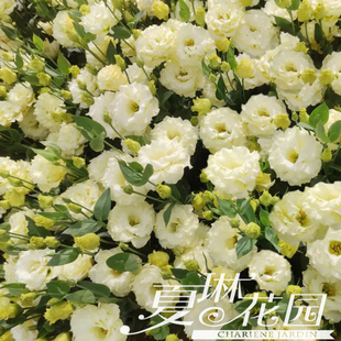 夏琳花园 4月上架新品切花洋桔梗盆栽小苗当年开花耐热多款可选