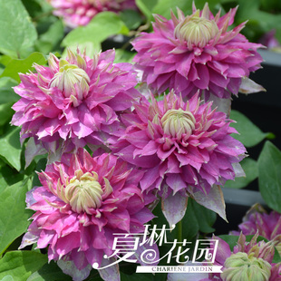 夏琳花园 特卖铁线莲1加仑盆苗带花架倒影乌托邦魔法喷泉藤本花卉