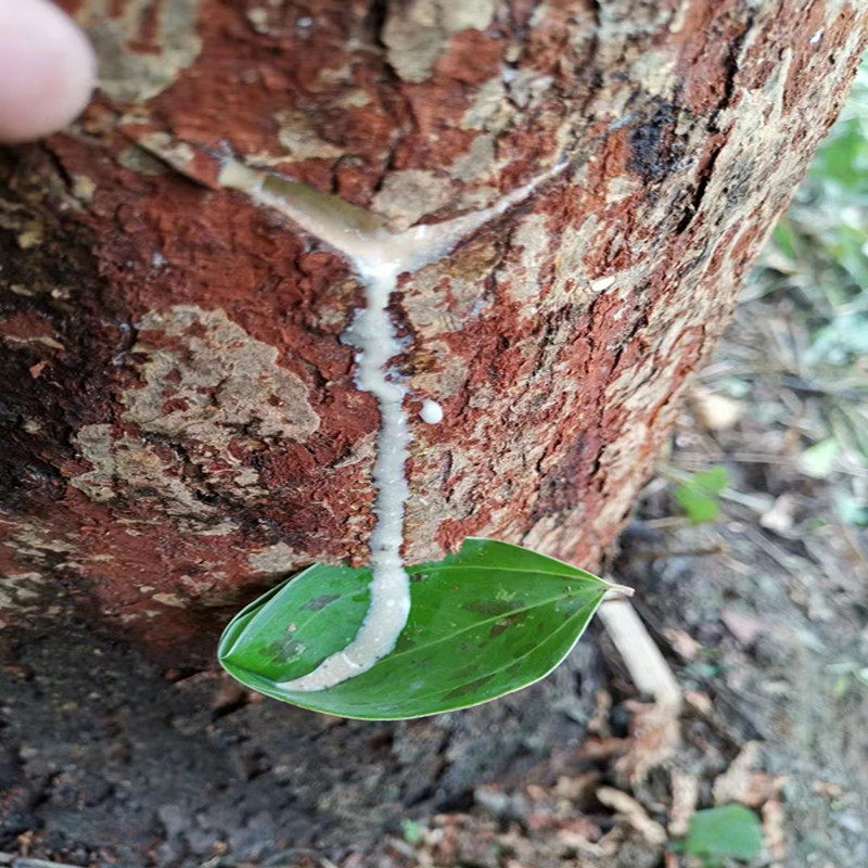 天然四川生漆中刀大漆土漆2023绵阳漆农自产棺材寿木专用山漆