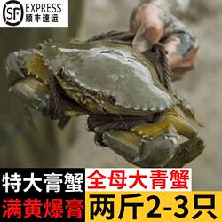南沙野生青蟹鲜活全母红膏母蟹特大超大黄油蟹螃蟹顺丰2斤2~3只
