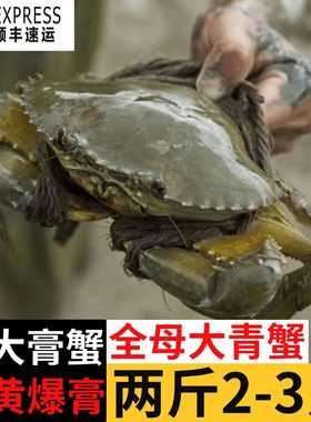 南沙野生青蟹鲜活全母红膏母蟹特大超大黄油蟹螃蟹顺丰2斤2~3只