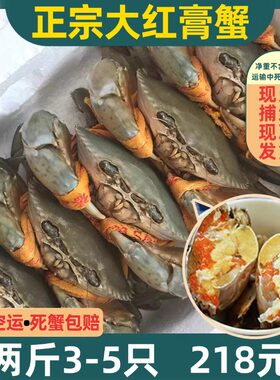 南沙野生青蟹鲜活全母红膏母蟹特大超大黄油蟹螃蟹2斤3-5只发顺丰