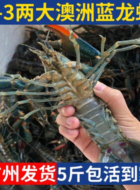 5斤装澳洲小龙虾鲜活蓝龙虾淡水养殖1-3两超大特大活龙虾顺丰包邮