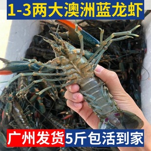 5斤装澳洲小龙虾鲜活蓝龙虾淡水养殖1-3两超大特大活龙虾顺丰包邮