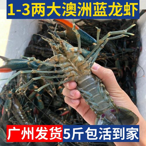 5斤装澳洲小龙虾鲜活蓝龙虾淡水养殖1-3两超大特大活龙虾顺丰包邮