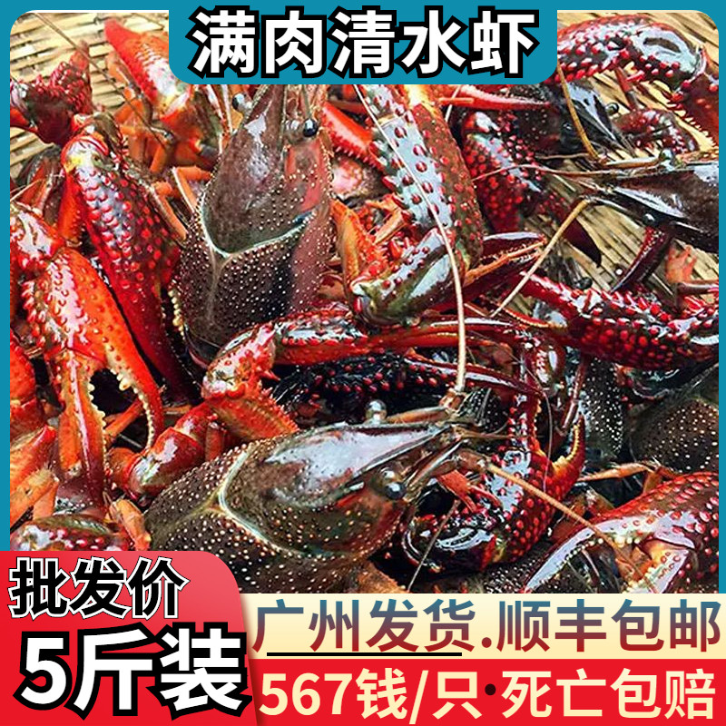 小龙虾鲜活567钱超大清水养殖青虾红壳特大清水虾净重5斤顺丰包邮