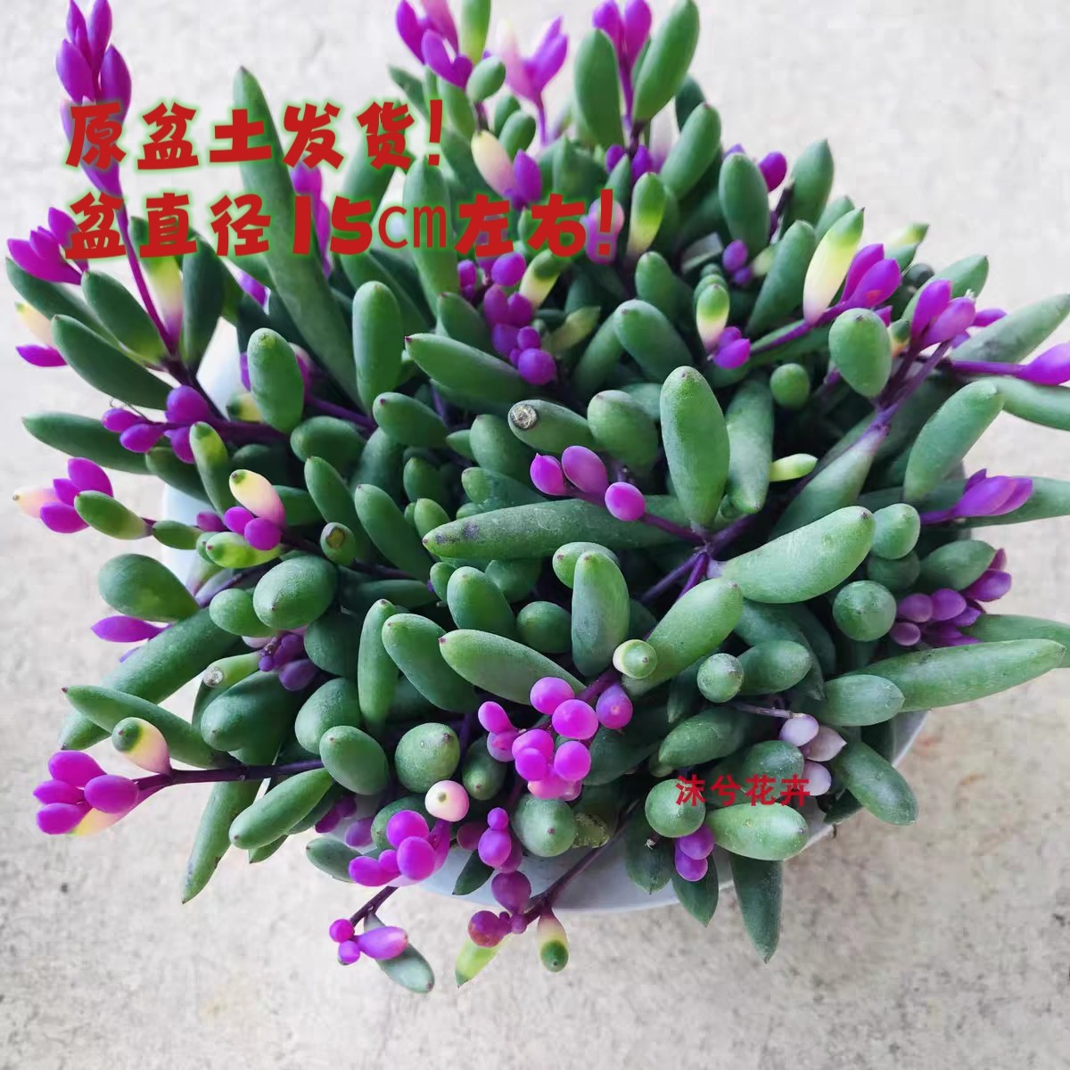 佛珠情人泪紫玄月奔龙吊兰盆栽花卉室内观花绿色植物多肉植物组合