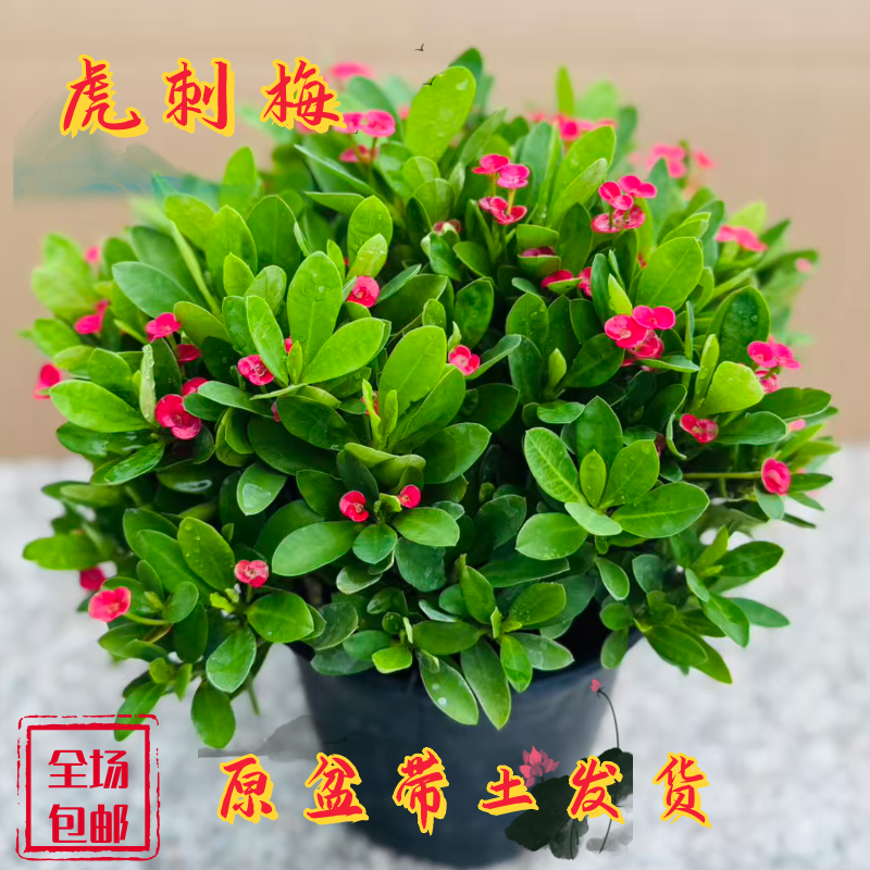 虎刺梅铁海棠盆栽水培花卉家庭园艺办公防辐射净化空气绿植包邮