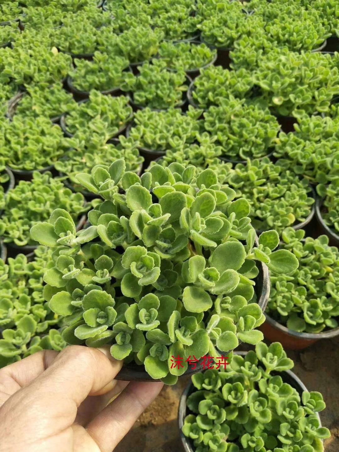 碰碰香盆栽室内驱蚊虫喷喷香一摸香一抹香花老桩阳台绿植净化空气