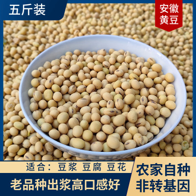 2023新豆黑脐老品种豆浆专用非转