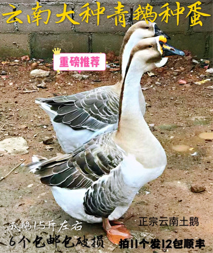 云南新鲜散养雁鹅受精蛋