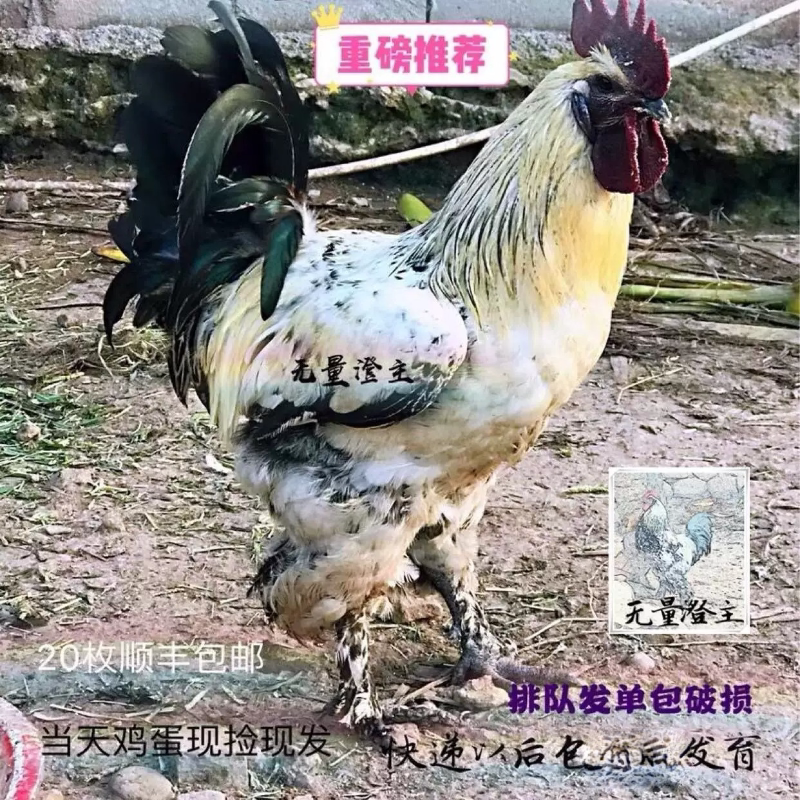 无量山乌骨鸡种蛋受精蛋胡子白羽