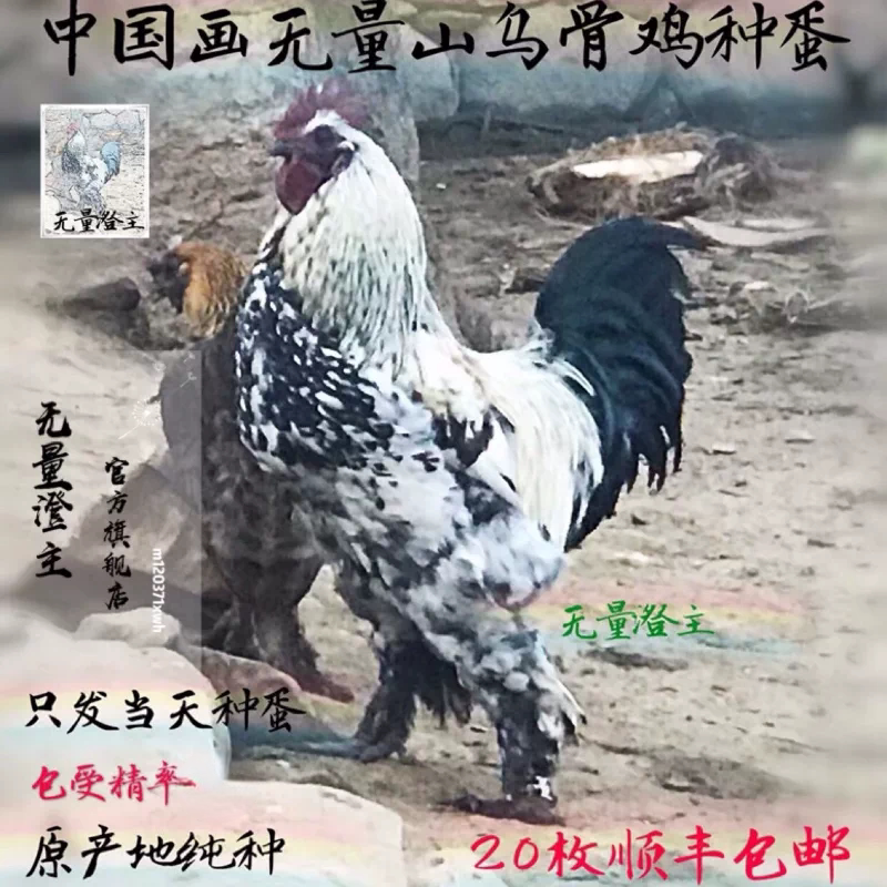 云南无量山乌骨鸡受精蛋可孵化