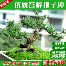苔藓孢子粉青苔种籽吸水石草籽盆栽盆景上水石假山植物苔藓种子