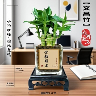 富贵竹文昌竹办公室书桌摆件花盆好养水培四季常青带根学生运竹
