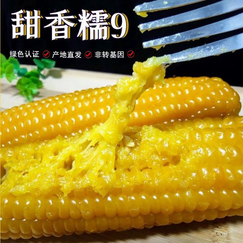 佳木斯四马架黑土昊民黄糯玉米8支装粘苞米棒子真空包装新鲜玉米