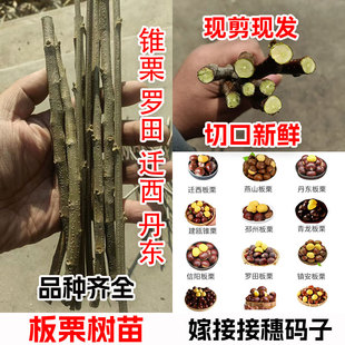 早熟新品种板栗嫁接迁西锥油板栗接穗果树接穗枝条栗子树码子芽条