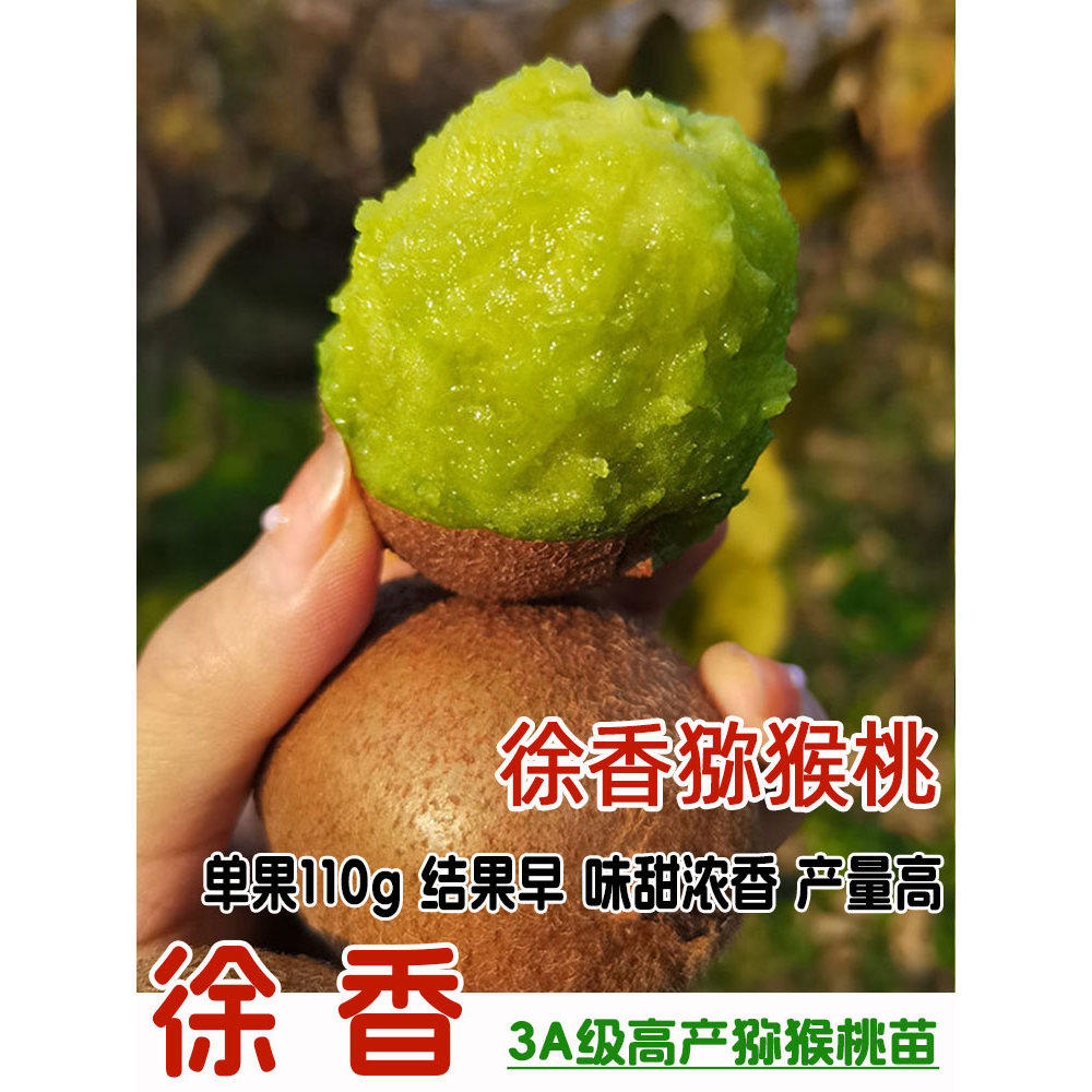 嫁接特大红心徐香猕猴桃苗