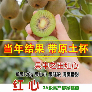 红心软枣猕猴桃树果苗弥猕猴桃苗嫁接南北方种植猕猴桃苗当年结果