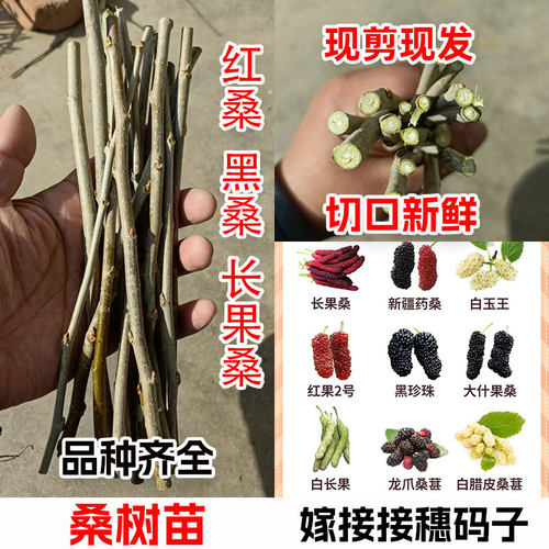 桑树苗嫁接桑树苗大叶盆栽地栽