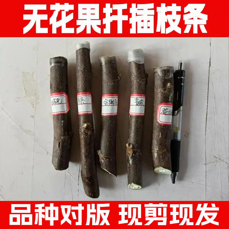 落叶成活率高无花果枝条当年结果