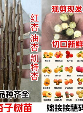凯特红丰珍珠油杏树嫁接码子枝条