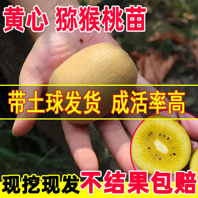 嫁接纯甜不酸猕猴桃苗高产好成活