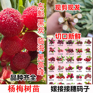 临海乌苏紫杨梅嫁接东魁黑高峰炭晚稻早荠杨梅树嫁接枝条接穗码子