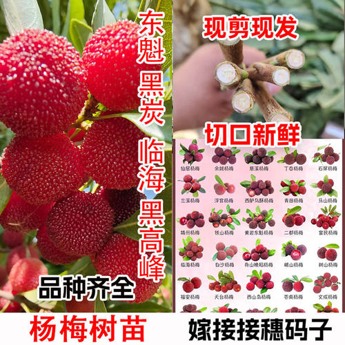 临海乌苏紫杨梅嫁接东魁黑高峰炭晚稻早荠杨梅树嫁接枝条接穗码子
