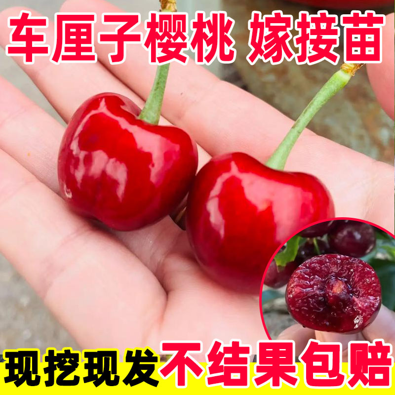 车厘子树苗樱桃树苖南方北方种植