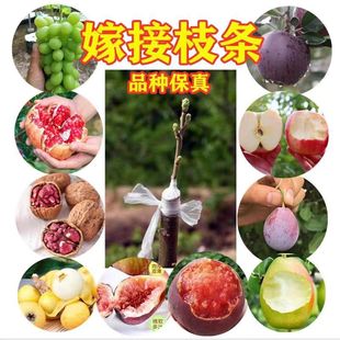 嫁接接穗果树苗无花果李子苹果山楂柿子樱桃树石榴苗接穗扦插枝条