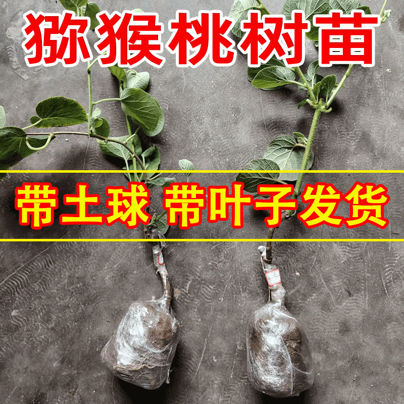 嫁接高甜多汁猕猴桃苗当年结果树
