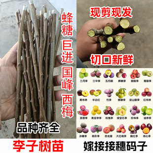 恐龙蛋蜂糖红布林黑布朗安哥诺舟山金塘李子嫁接枝条李子接穗码子