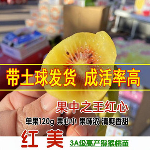 红阳猕猴桃树苗嫁接红心奇异果树苗南方北方种植盆栽地栽当年结果