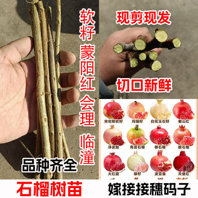 落叶好嫁接石榴接穗枝条码子