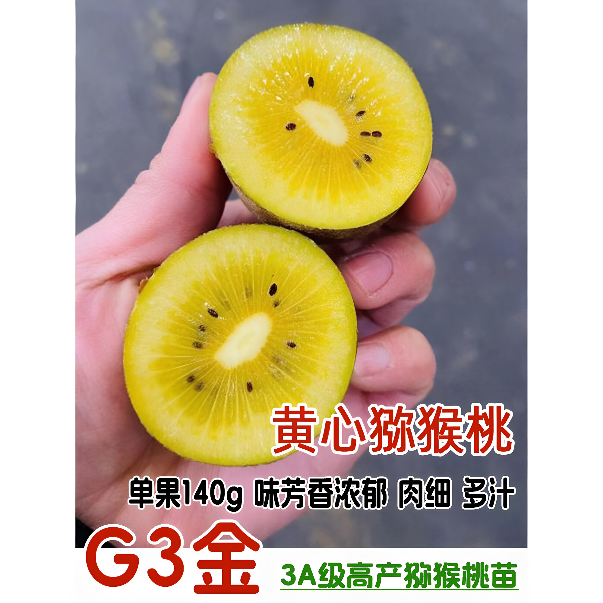 嫁接阳光金果G3猕猴桃苗当年结果