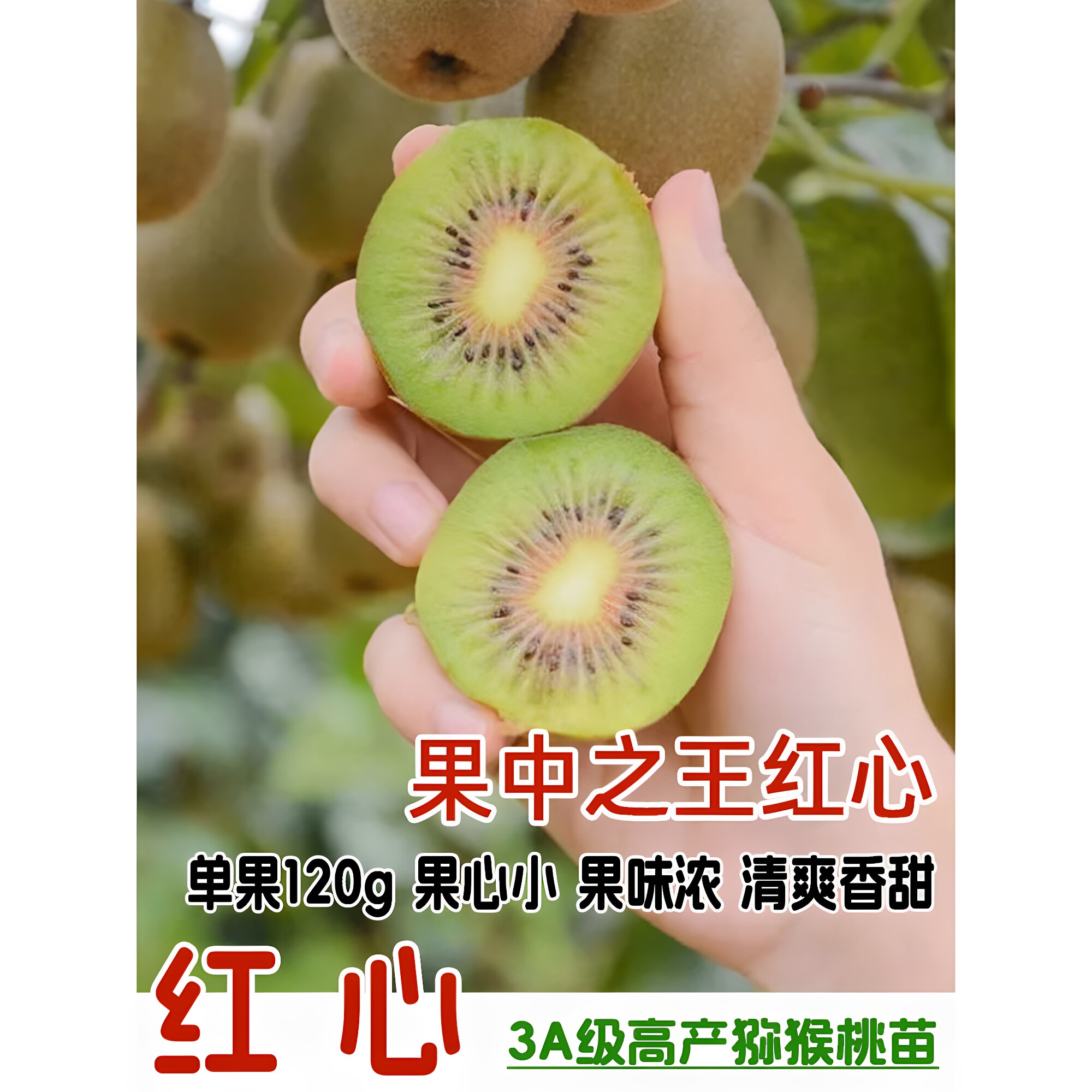 嫁接红心猕猴桃树苗当年结果树苗