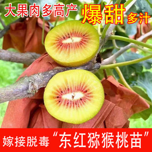 嫁接东红猕猴桃树苗早熟红心猕猴桃苗南方北方种植果树苗盆栽地栽