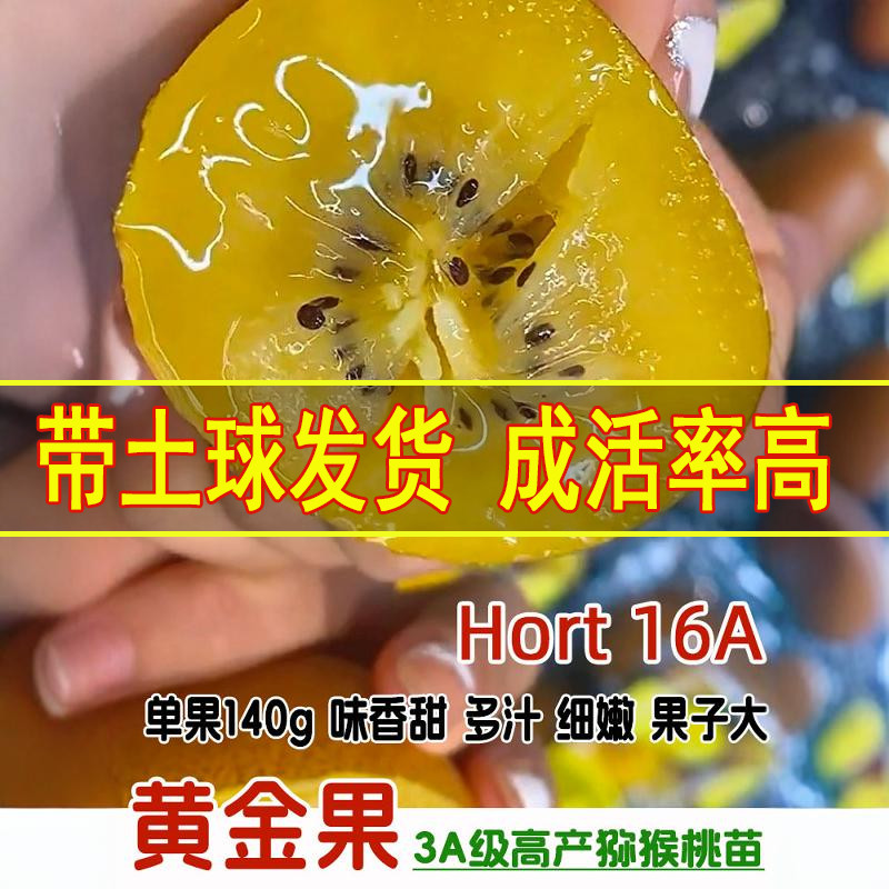 嫁接香软多汁猕猴桃苗当年结果苗