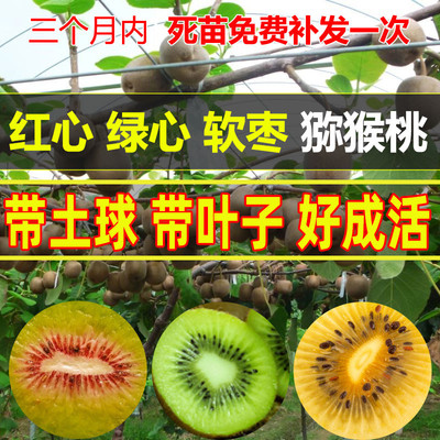 嫁接香甜好吃猕猴桃苗当年结果苗