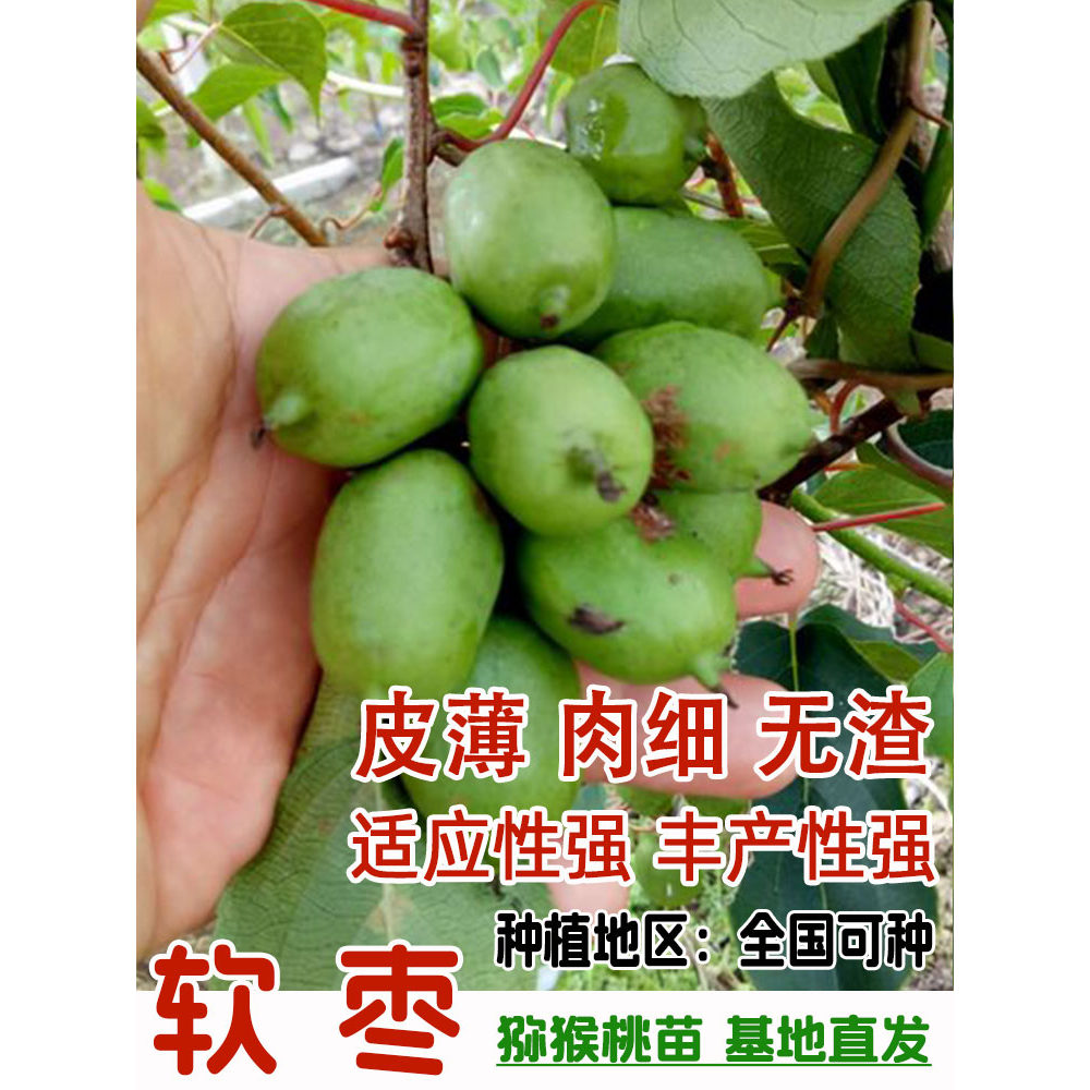 嫁接徐香红心自授粉软枣猕猴桃苗